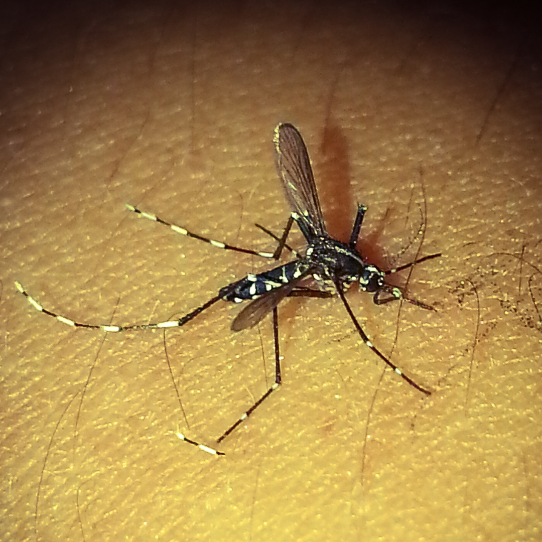 Zanzare che incubo