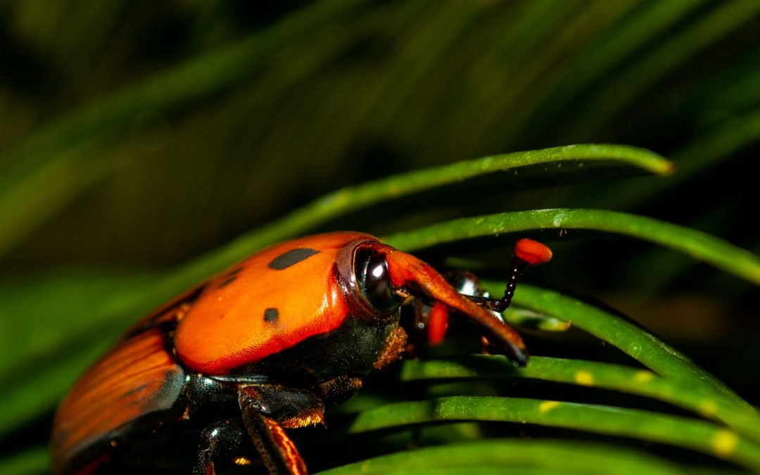 Punteruolo Rosso  (Rhynchophorus ferrugineus)