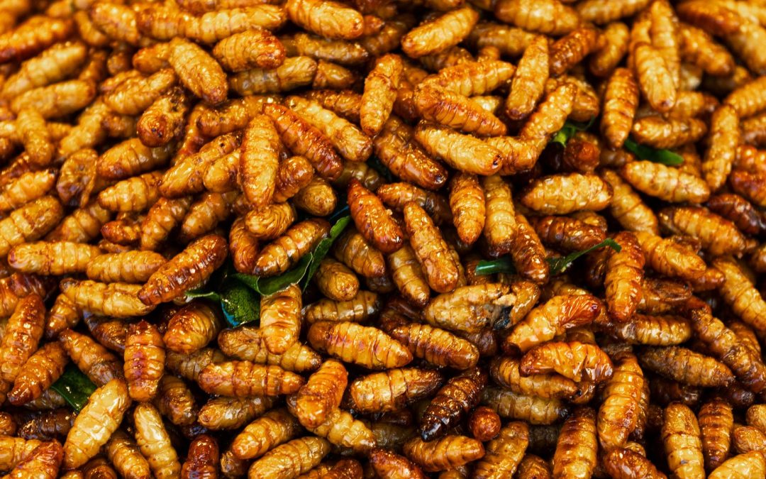 Insetti derrate alimentari