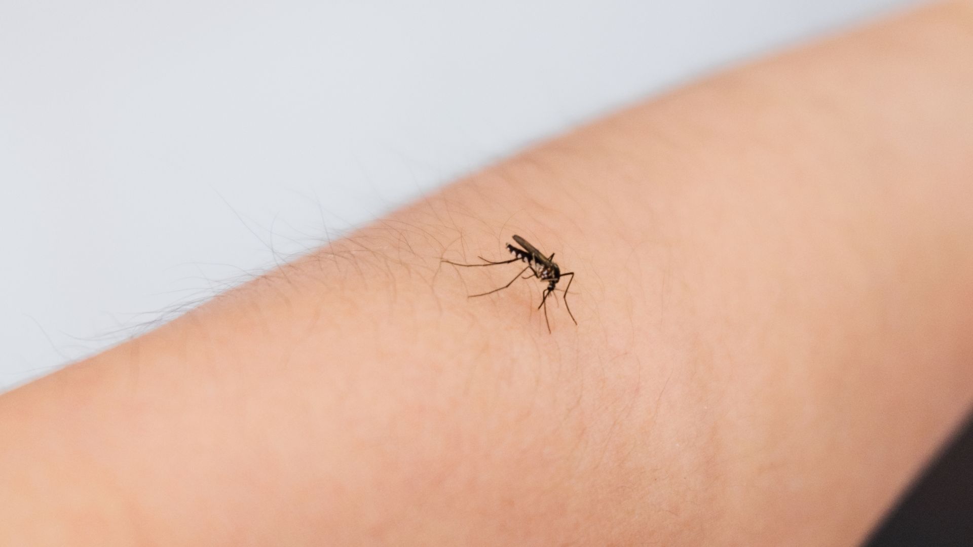 Zanzare comuni (culex)